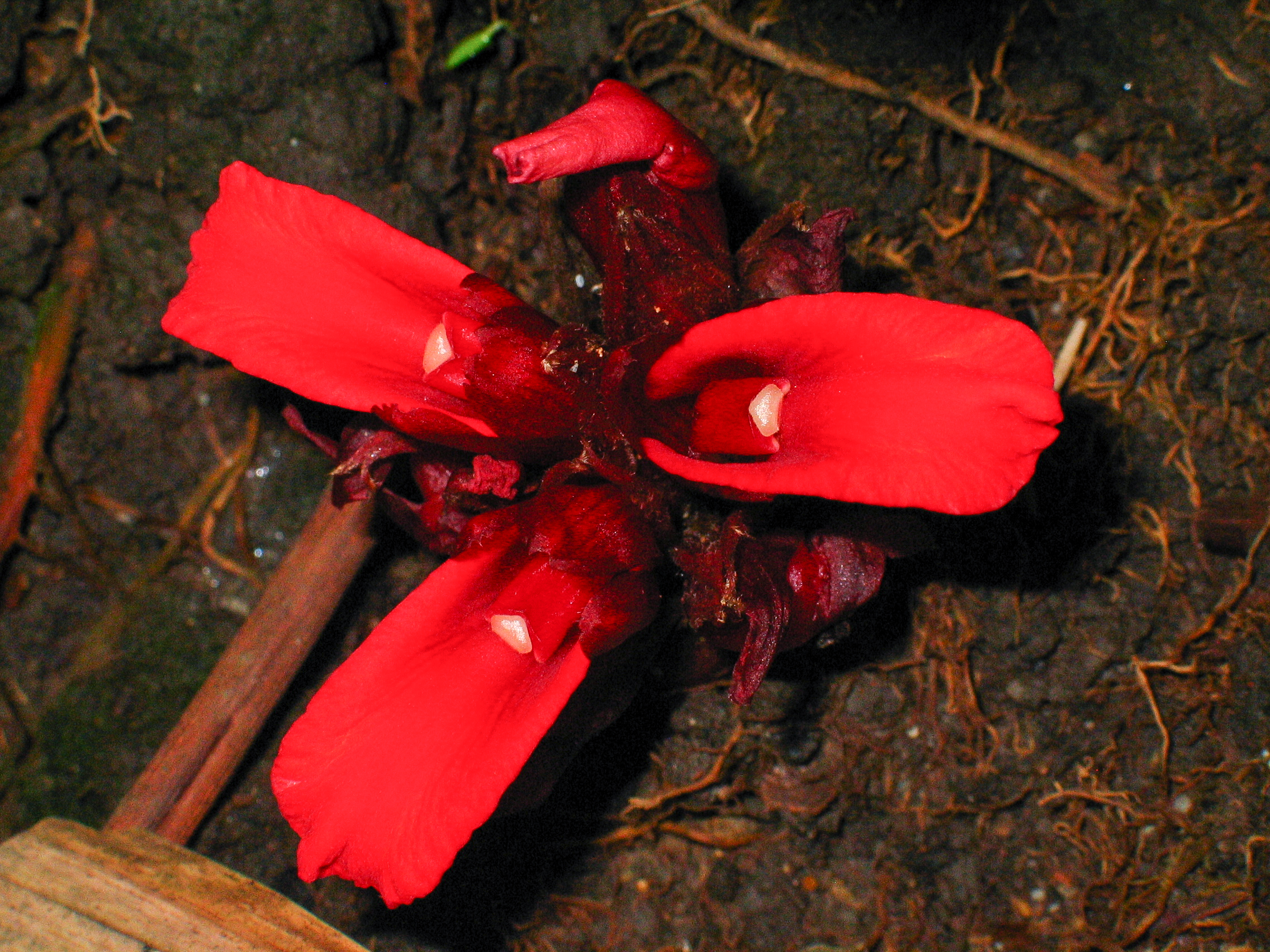 เร่วหอม Etlingera pavieana (Pierre ex Gagnep.) R.M.Sm.<br/>Zingiberaceae